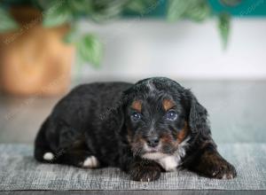 F1B mini bernedoodle near Chicago Illinois