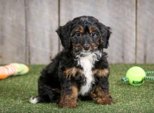 F1B mini bernedoodle near Chicago Illinois