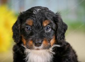 F1B mini bernedoodle near Chicago Illinois