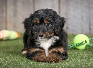 F1B mini bernedoodle near Chicago Illinois