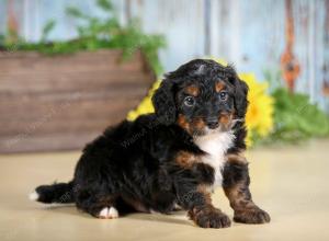 F1B mini bernedoodle near Chicago Illinois