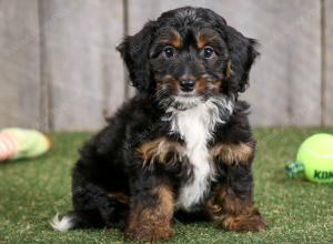 F1B mini bernedoodle near Chicago Illinois