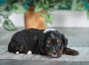 F1B mini bernedoodle near Chicago Illinois