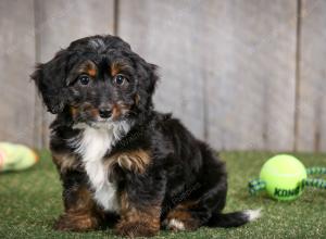 F1B mini bernedoodle near Chicago Illinois