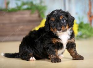 F1B mini bernedoodle near Chicago Illinois