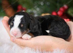 tri-colored male mini bernedoodle near Chicago Illinois