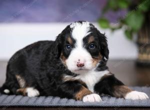 tri-colored male mini bernedoodle near Chicago Illinois