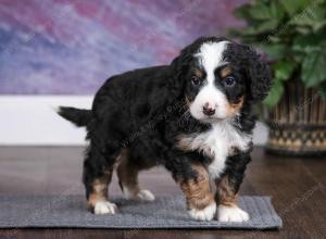 tri-colored male mini bernedoodle near Chicago Illinois