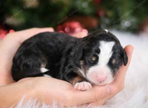 tri-colored male mini bernedoodle near Chicago Illinois