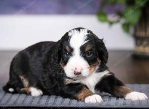 tri-colored male mini bernedoodle near Chicago Illinois