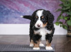 tri-colored male mini bernedoodle near Chicago Illinois