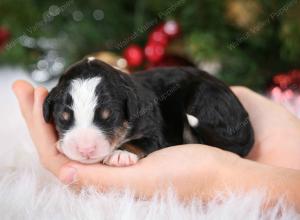 tri-colored male mini bernedoodle near Chicago Illinois