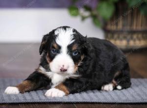 tri-colored male mini bernedoodle near Chicago Illinois