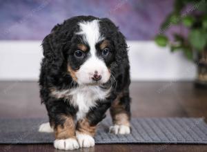 tri-colored male mini bernedoodle near Chicago Illinois