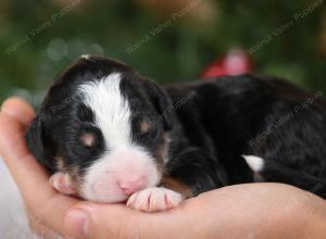 tri-colored male mini bernedoodle near Chicago Illinois