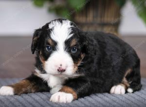 tri-colored male mini bernedoodle near Chicago Illinois