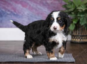 tri-colored male mini bernedoodle near Chicago Illinois