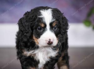 tri-colored male mini bernedoodle near Chicago Illinois