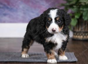 tri-colored male mini bernedoodle near Chicago Illinois