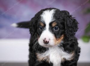 tri-colored male mini bernedoodle near Chicago Illinois