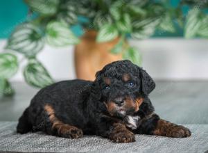 F1B mini bernedoodle near Chicago Illinois