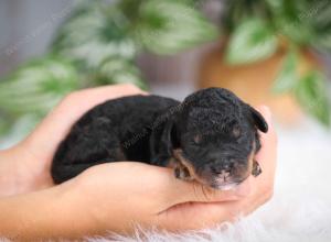 F1B mini bernedoodle near Chicago Illinois