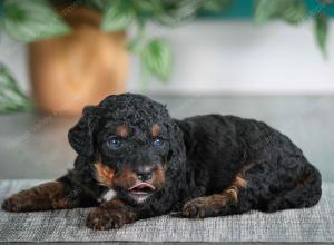 F1B mini bernedoodle near Chicago Illinois