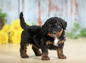 F1B mini bernedoodle near Chicago Illinois