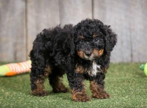 F1B mini bernedoodle near Chicago Illinois