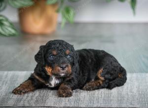 F1B mini bernedoodle near Chicago Illinois