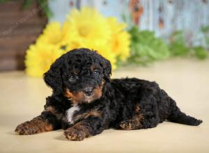 F1B mini bernedoodle near Chicago Illinois