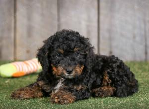 F1B mini bernedoodle near Chicago Illinois