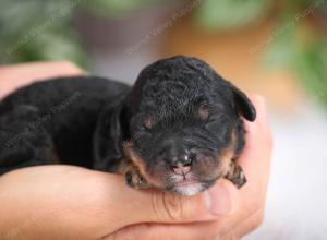 F1B mini bernedoodle near Chicago Illinois