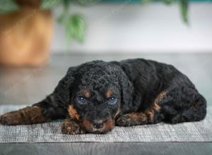 F1B mini bernedoodle near Chicago Illinois