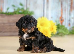 F1B mini bernedoodle near Chicago Illinois