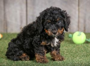 F1B mini bernedoodle near Chicago Illinois