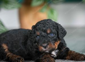 F1B mini bernedoodle near Chicago Illinois