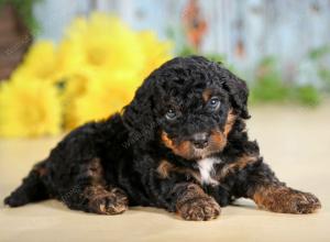 F1B mini bernedoodle near Chicago Illinois