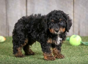 F1B mini bernedoodle near Chicago Illinois