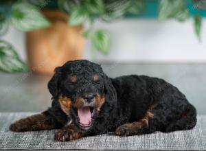 F1B mini bernedoodle near Chicago Illinois