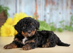 F1B mini bernedoodle near Chicago Illinois