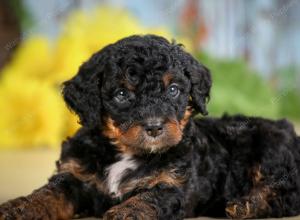 F1B mini bernedoodle near Chicago Illinois