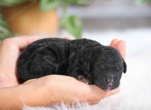 F1B mini bernedoodle near Chicago Illinois