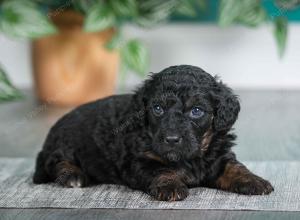 F1B mini bernedoodle near Chicago Illinois