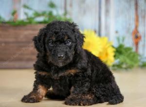 F1B mini bernedoodle near Chicago Illinois