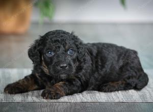 F1B mini bernedoodle near Chicago Illinois