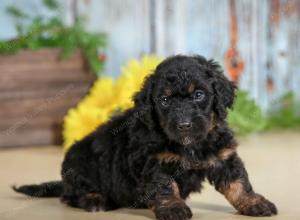 F1B mini bernedoodle near Chicago Illinois