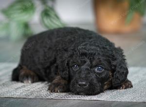 F1B mini bernedoodle near Chicago Illinois