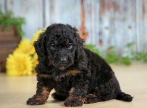 F1B mini bernedoodle near Chicago Illinois