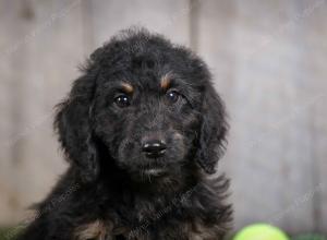 F1B mini bernedoodle near Chicago Illinois